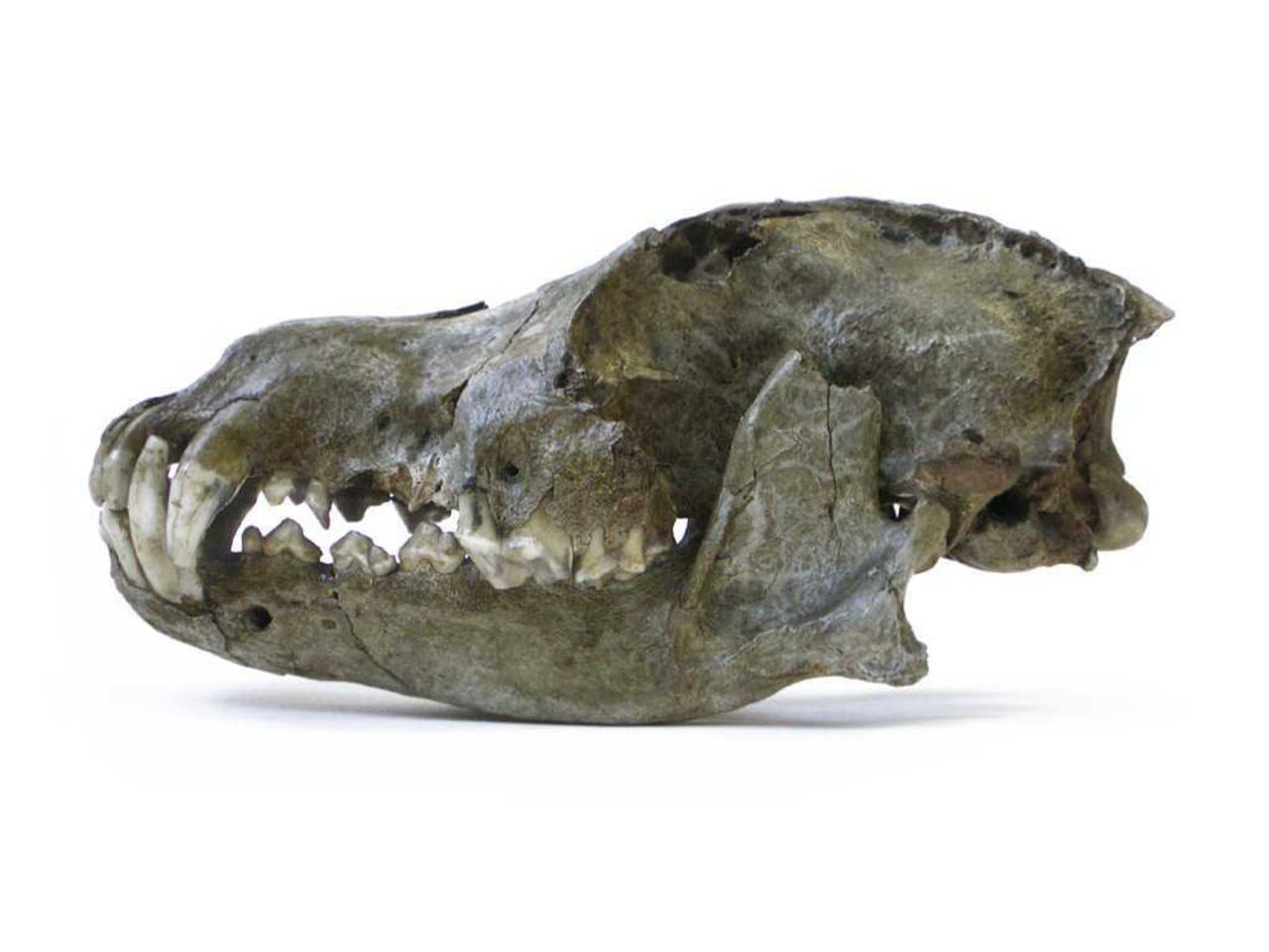 Scientists suggest in a new study that dogs were first domesticated in Europe many thousands of years ago. This is the head of a Pleistocene wolf from the Trou des Nutons cave in Belgium, estimated to be 26,000 years old. This was a particularly large wolf species.