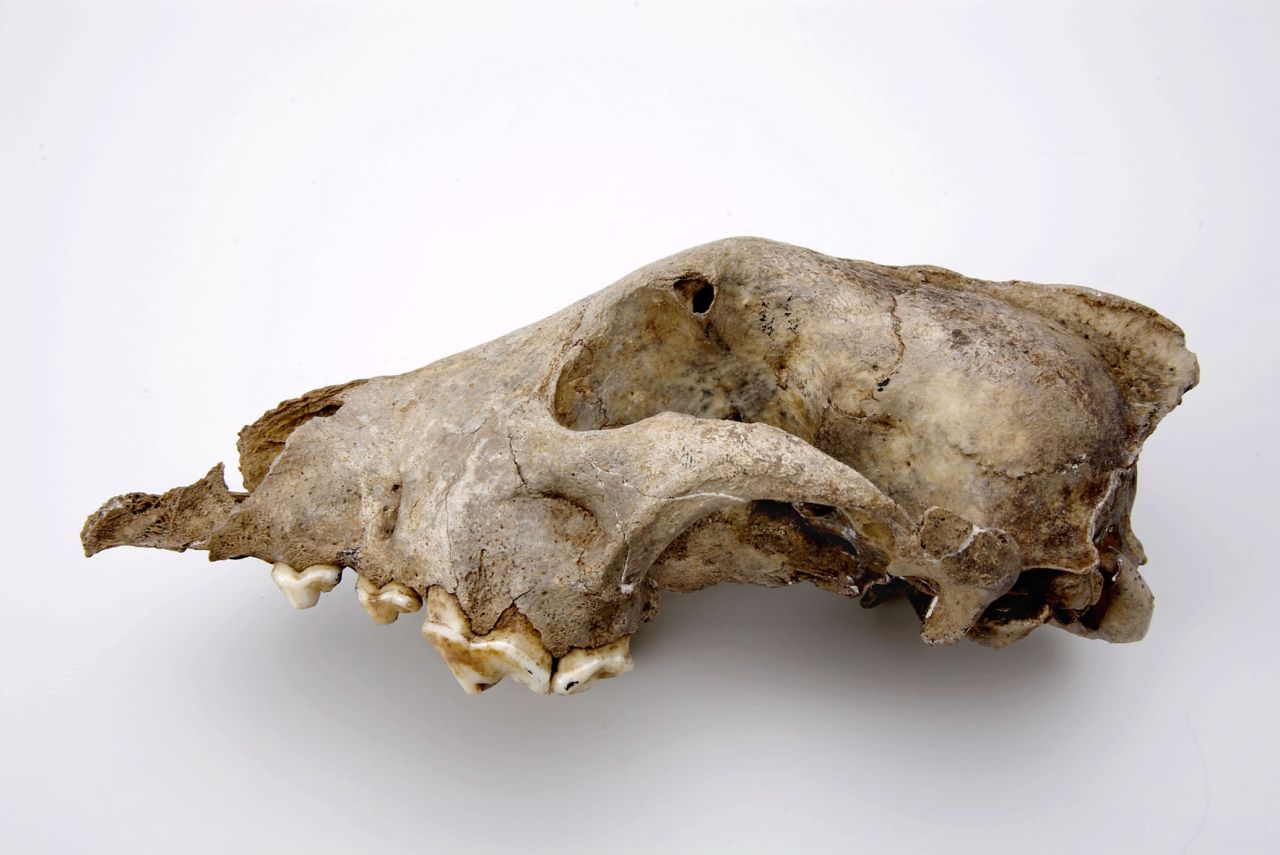 The head of a Palaeolithic dog from the Goyet cave in Belgium, thought to be 36,000 years old. Researchers believe the species that this fossil represents was an ancient sister-group to all modern dogs and wolves. They believe the species was less likely to be a direct ancestor.  