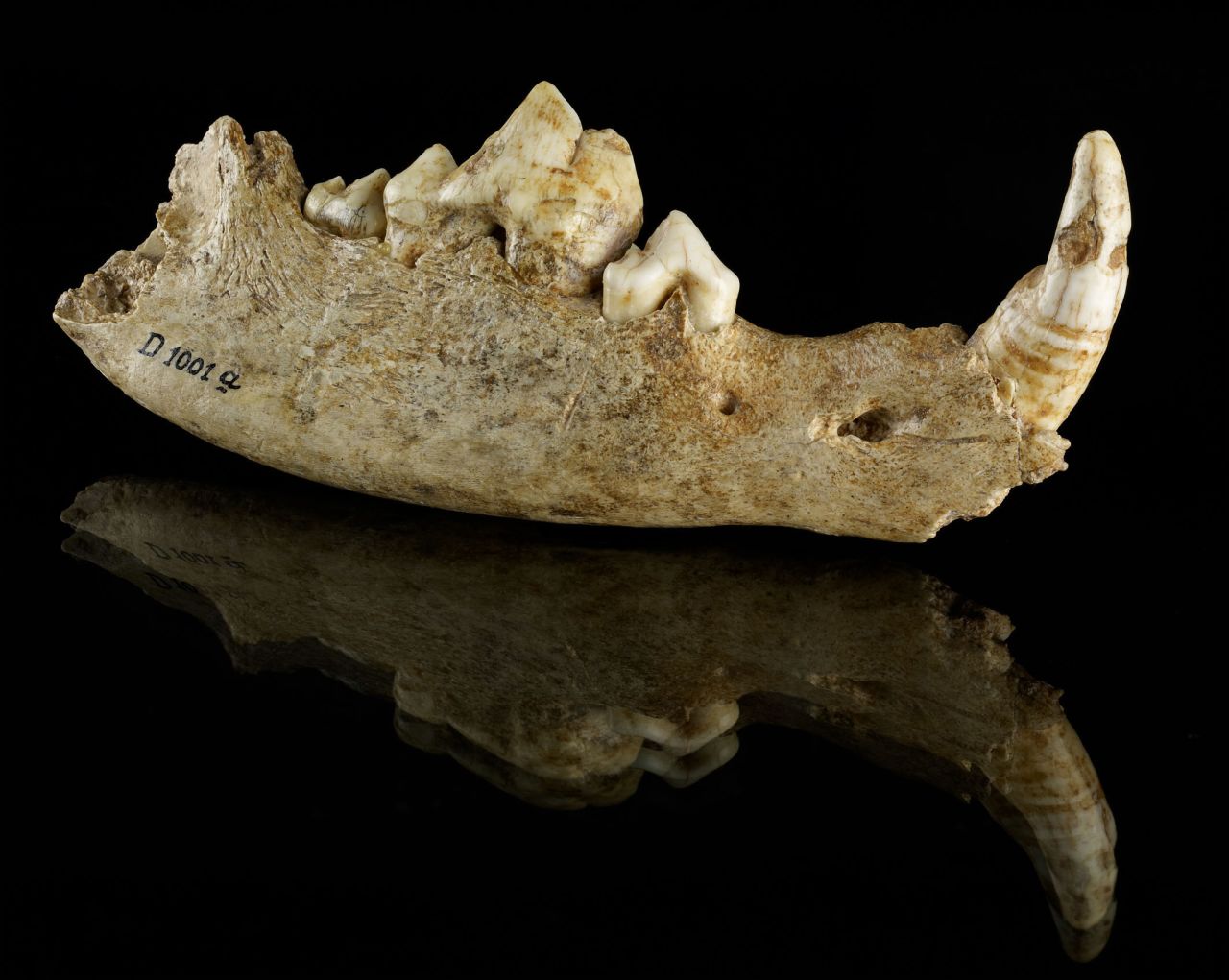 Mandible of a dog from the Oberkassel site in Germany, approximately 14,700 years old. 