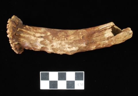 8000-500 BC: This deer antler was likely a billet used to manufacture stone tools.