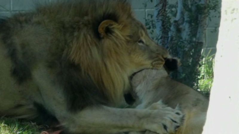 Dallas Zoo lion kills lioness in front of visitors