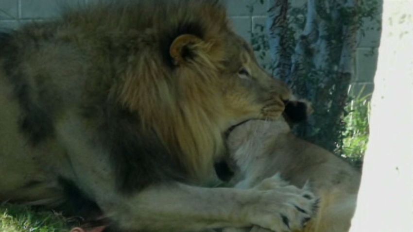 dnt lion kills lioness at zoo_00003020.jpg