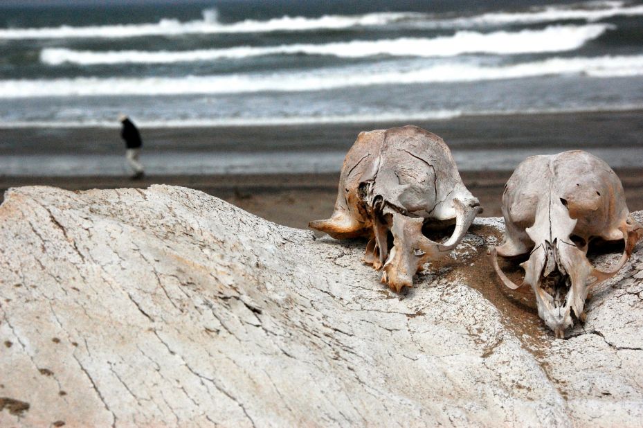 Seal skulls remaining from the Skeleton Coast's defunct whaling industry. The odd shipwreck victim's bones are probably jumbled in, too.