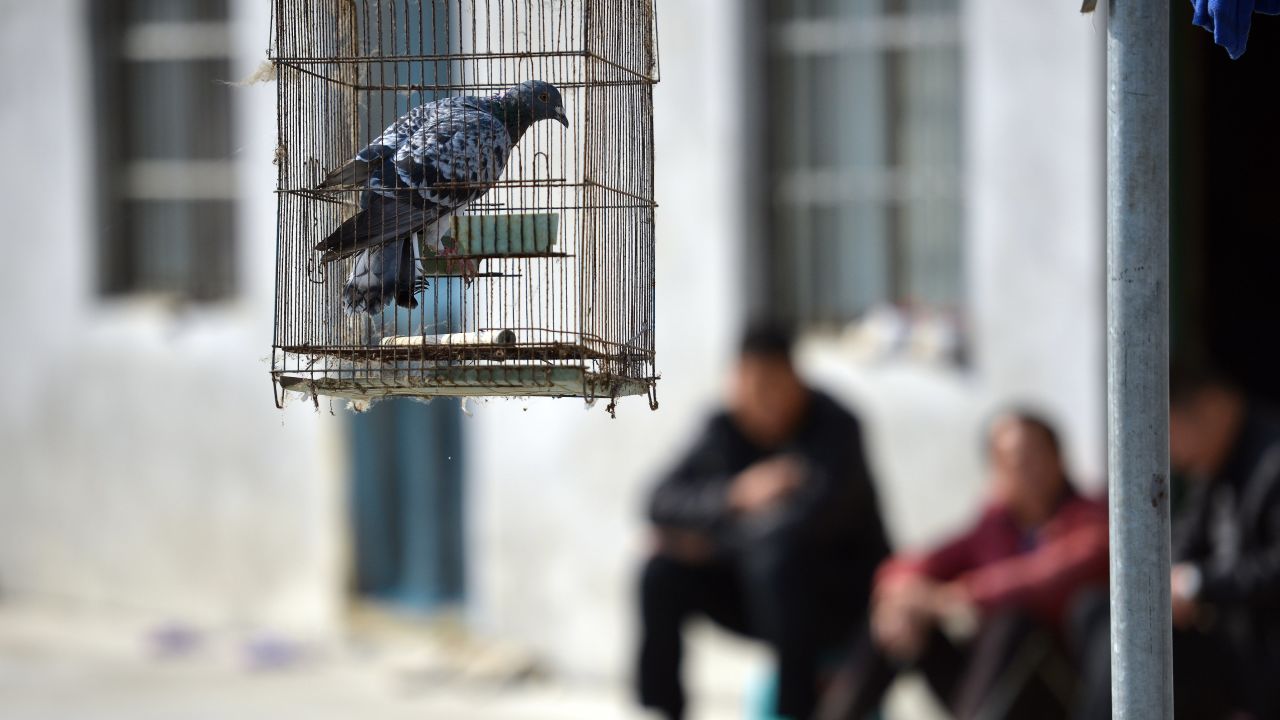 The Chinese economy has been likened to a bird and the Chinese political system to a bird cage: While the cage may be enlarged to let the bird fly more freely, it must never be discarded.