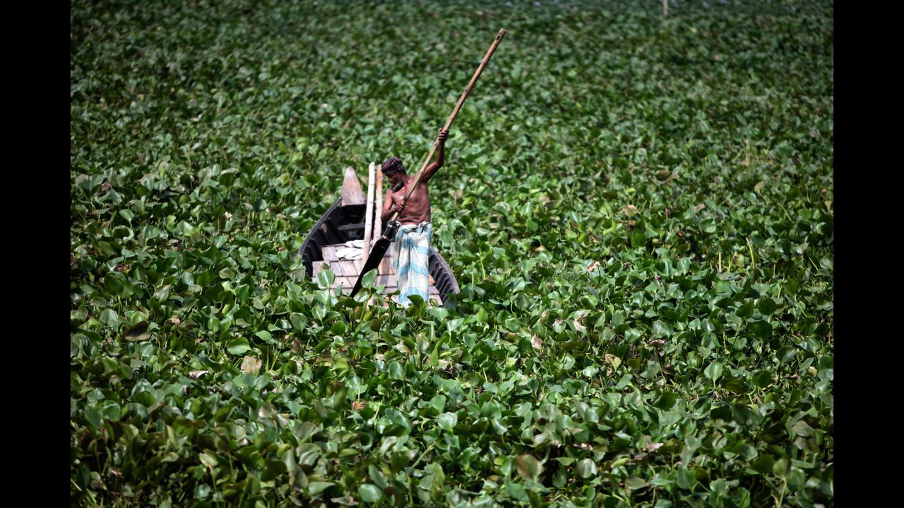 Bangladeshi boat man tries to make his way from water hyacinth on Buriganga River in Dhaka, Bangladesh,.