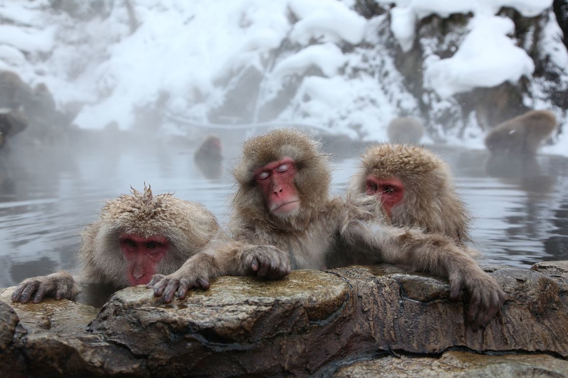 Even macaques in Japan know how to enjoy an onsen.