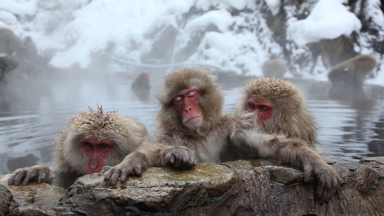 Even macaques in Japan know how to enjoy an onsen.