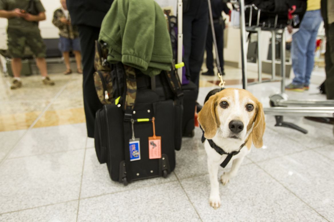Un beagle llamado Vince ayuda a los oficiales de aduana con las inspecciones. 