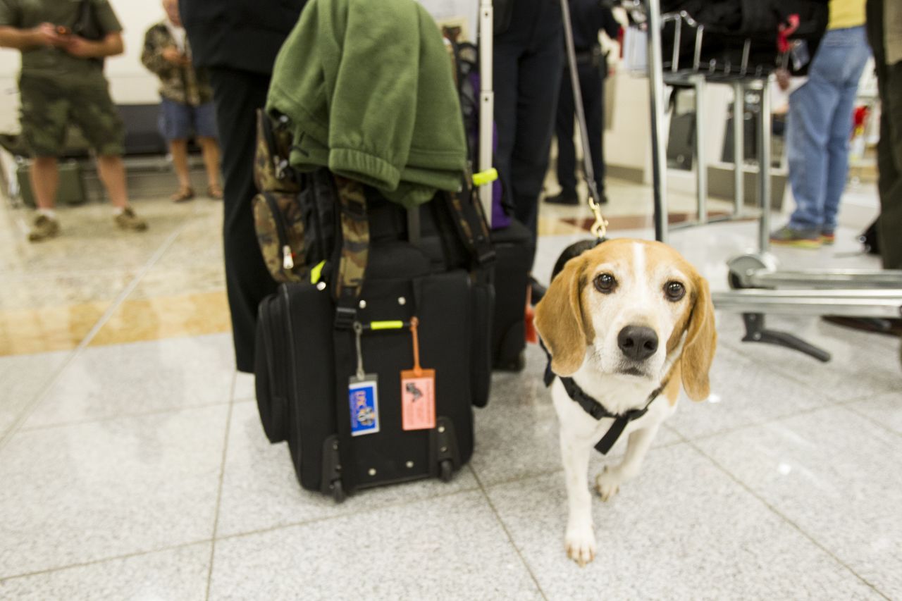 A beagle named Vince helps customs officers with inspections.