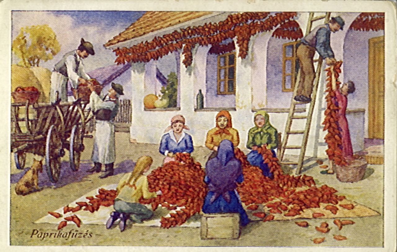 Old and childless women picked the fiery crop.