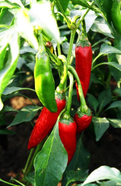 Christopher Columbus discovered the paprika pepper on his journeys around central America. Hungarians regard this as his most important achievement.