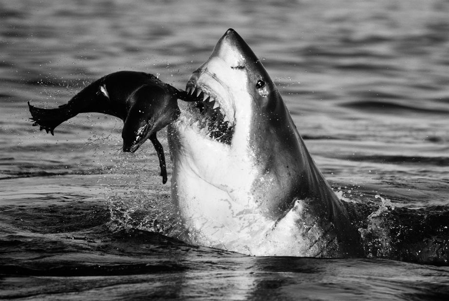 This photograph of a shark feeding on a baby seal was the result of 30 unsuccessful hours of lying face down on a boat. "The belief that you'll (get the shot), to never give up, is important," says Yarrow. 