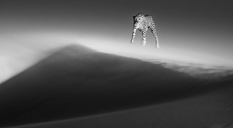 A third of the world's cheetahs live in Namibia. Yarrow says this photo was taken after his book went to press, otherwise it might have beaten out the elephant for the cover. 