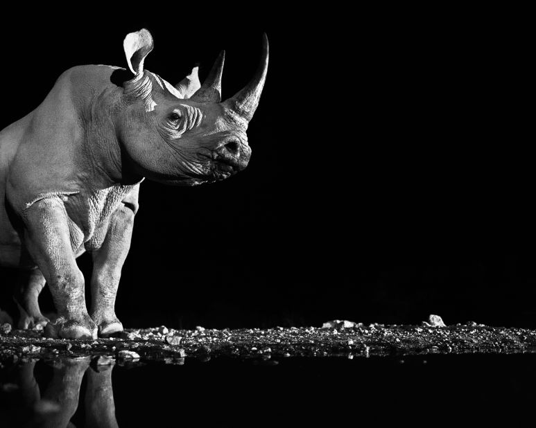 This rare view of a wild rhino's magnificent jawline was captured at night at a watering hole with a remote-controlled shutter. It's one of Yarrow's favorite photographs. 