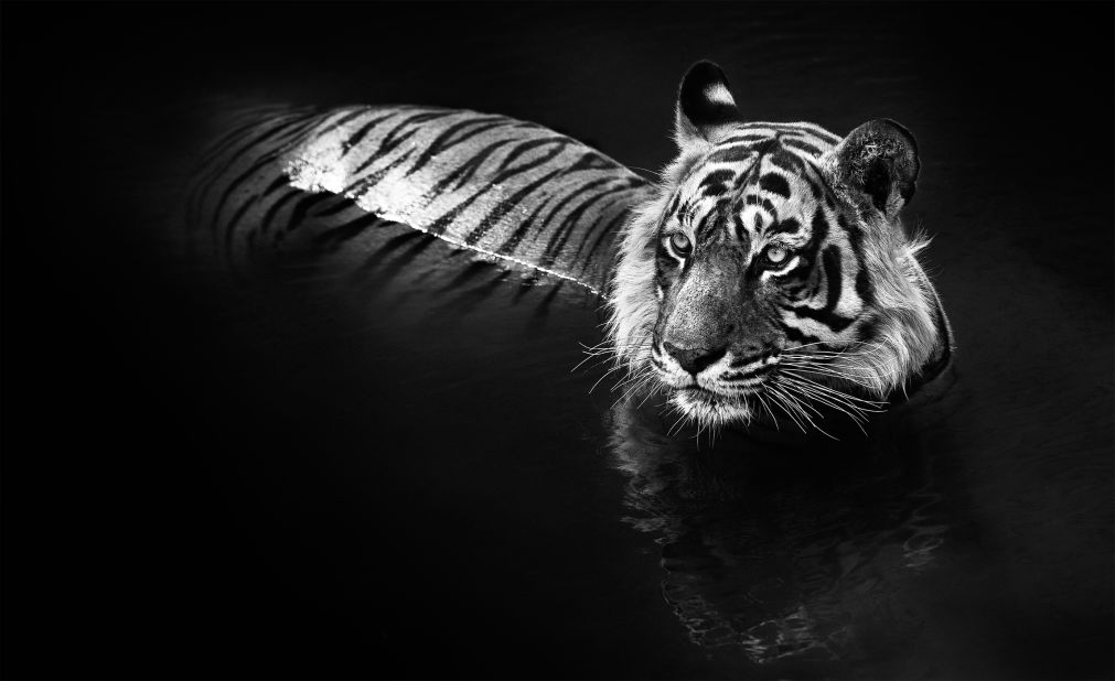 "The chance to take a portrait in a dark water environment -- free of any tension for the tigers -- was a moment of great fortune," says Yarrow. Named T24, this tiger is known for having killed two villagers in Rajasthan since 2010. 