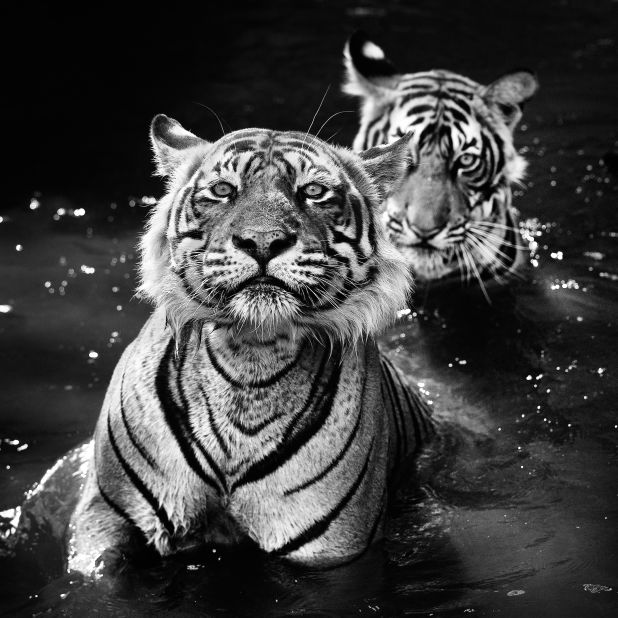 A father and a son bathe in a jungle pool in India's Ranthamborne National Park. There are only about 1,700 Royal Bengal Tigers left in India. 
