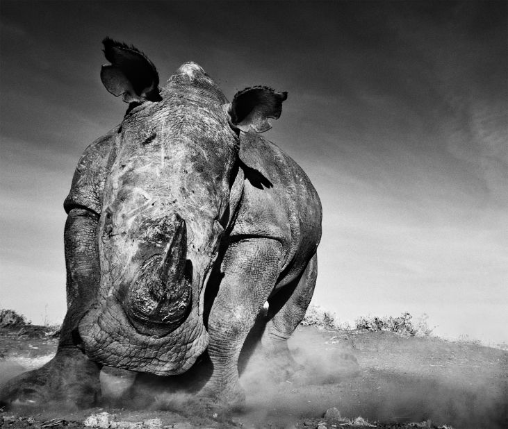 Yarrow captured this charging rhino by covering his camera casing in the rhino's feces and using a remote-controlled shutter. 