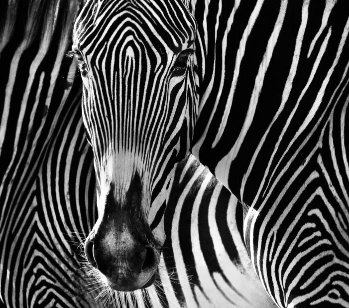 "Zebras are not photographers' friends," says Yarrow. "They couple a rather clumsy running style with skittish nerves and herd instincts. The Grevy's Zebra of East Africa offers the best chance of proximity and also -- by good fortune -- the best facial aesthetics." 