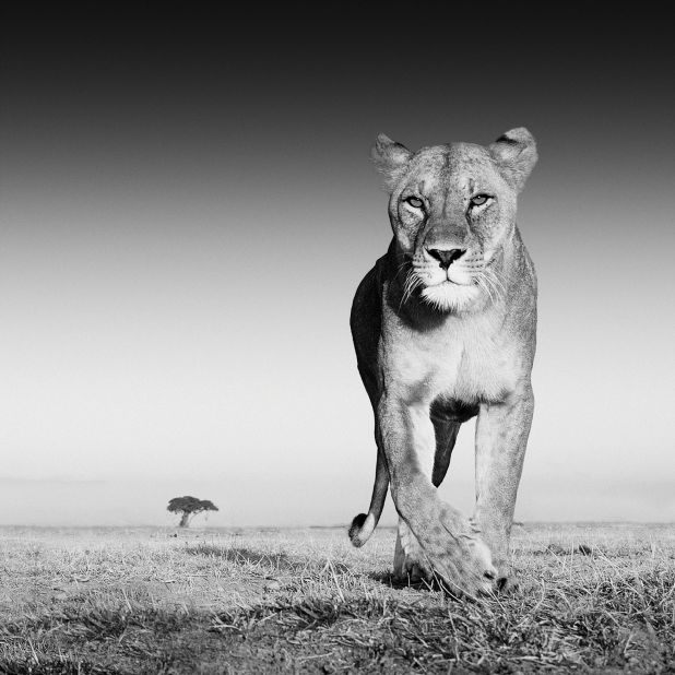 To attract a lioness for this shot, Yarrow covered his camera's casing in Old Spice stick aftershave. 