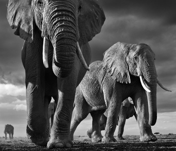 David Yarrow's most recent wildlife photographs can be seen in his new book, <em>Encounter</em>. "Amboseli (Kenya) is the best canvas in the world on which to photograph elephants," says Yarrow. "The enormity of elephants can't be conveyed by photographing from a four-wheel drive -- it has to be from the ground." 