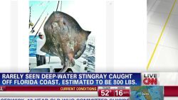 nr deep water stingray caught_00000520.jpg