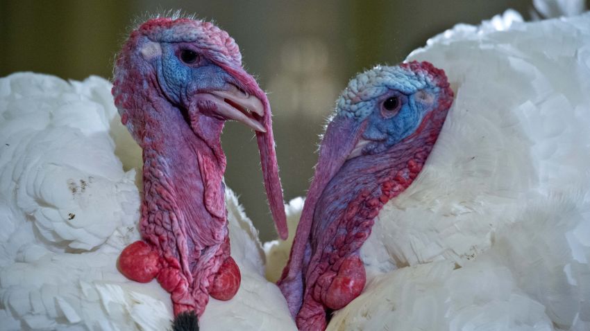 One of these two turkeys -- Caramel and Popcorn -- will be pardoned by President Barack Obama on Wednesday.