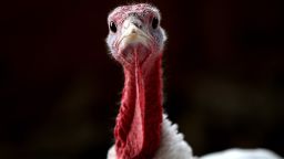 View Thanksgiving facts and turkey trivia
