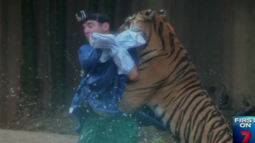 Tiger mauls trainer at Australia Zoo | CNN