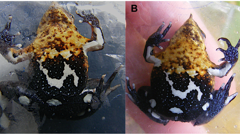 NextImg:Mutant fungus croaks frog named after Darwin | CNN Business