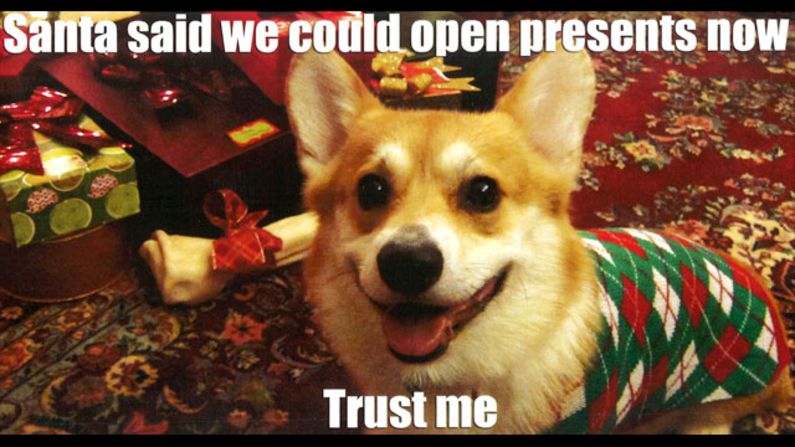 CNN producer Ann Hoevel and Dan Campbell sent out this photo of their convincing corgi, Belvedere, for the 2012 holiday season.