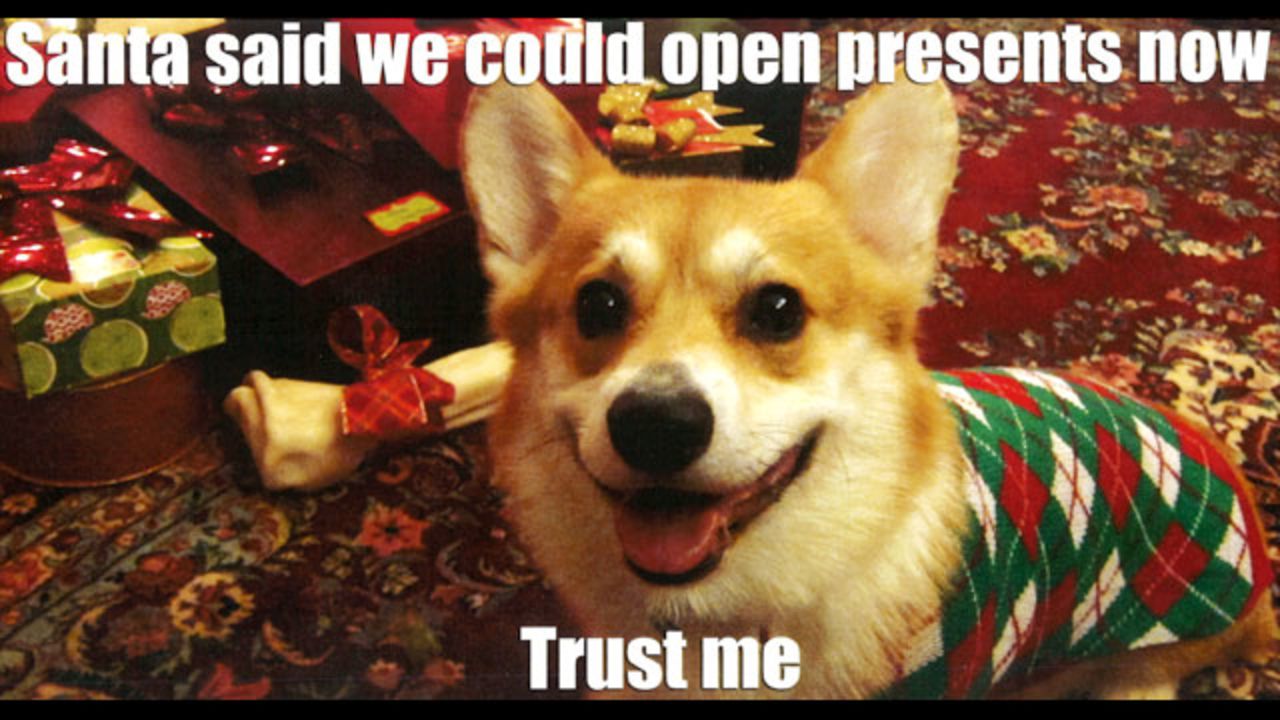 Ann Hoevel y Dan Campbell, productores de CNN, enviaron esta fotografía de su corgi convincente, Belvedere, tomada para la época navideña de 2012.