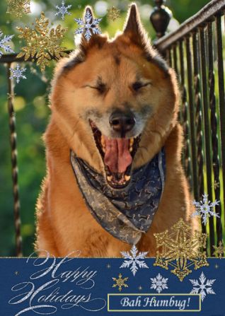 The Hielsbergs' 2013 holiday card, featuring Dooz.