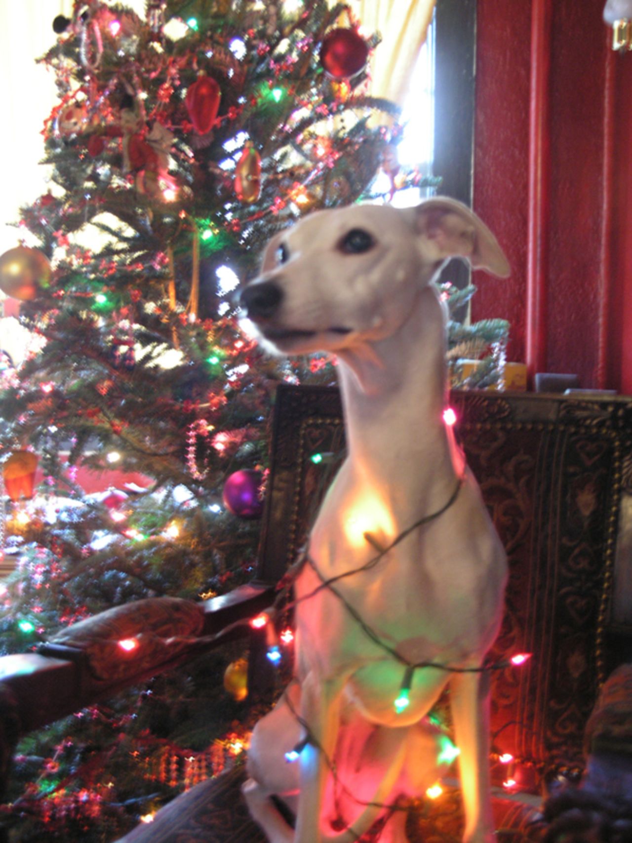 Morgane, el galgo inglés de Kat Kinsman, ha sido envuelto en una tira de luces para la foto navideña de 2008. Por extraño que parezca, Morgane siempre está tranquilo en las fotos, y parece saber que no tiene malos ángulos, dijo Kinsman.