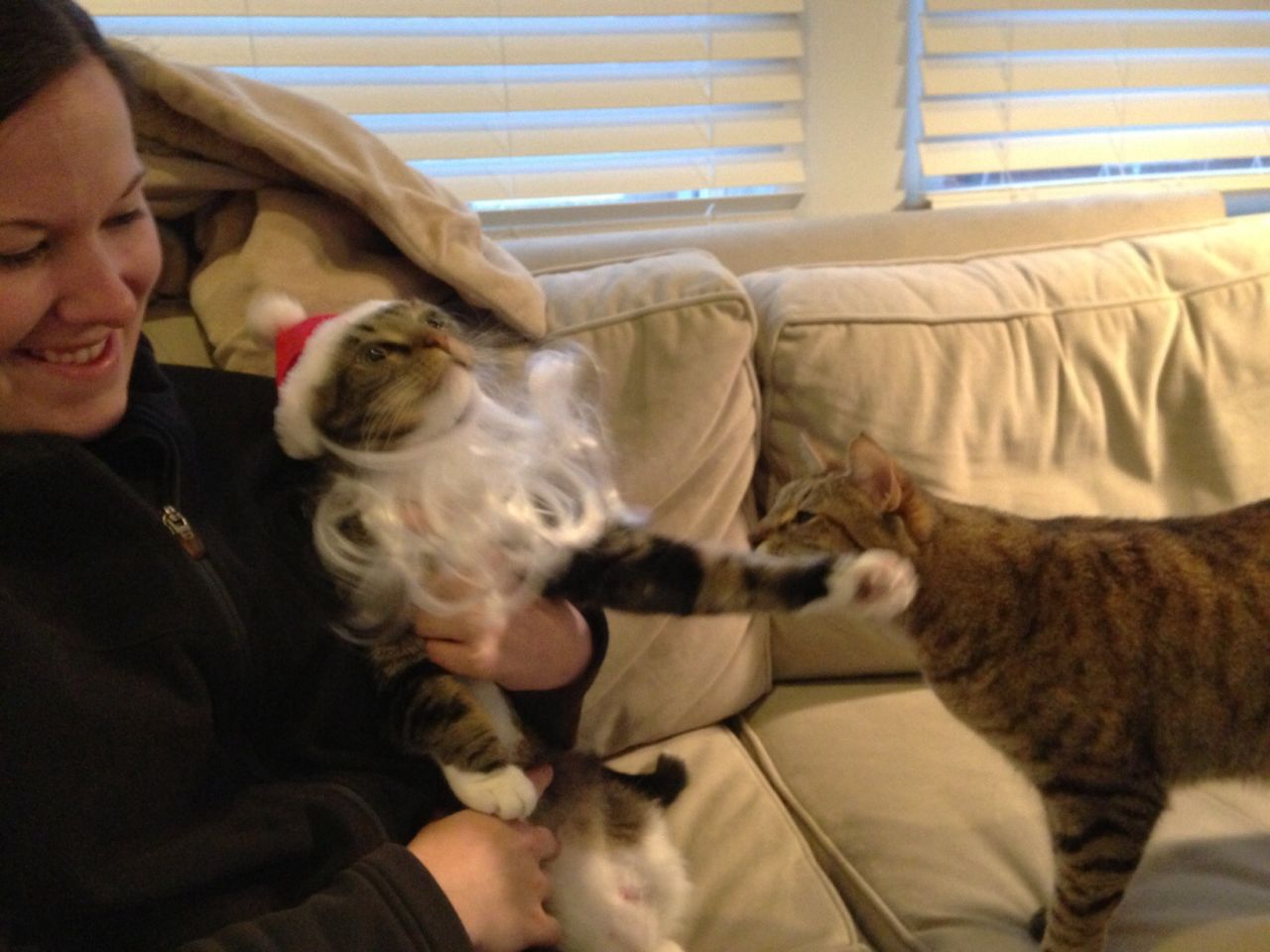 Kristy Blanchfield intenta colocar a su cato Ron en posición para la foto, mientras su otra gata, Shiva, los ve con preocupación.