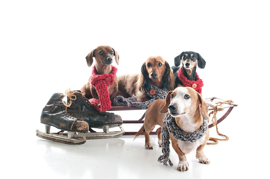 Rupa Kapoor photographed a family of Dachshunds at her <a href="http://www.puparazziportraits.com/" target="_blank" target="_blank">Puparazzi Portraits</a> studio, where this sled is a recurring holiday prop.