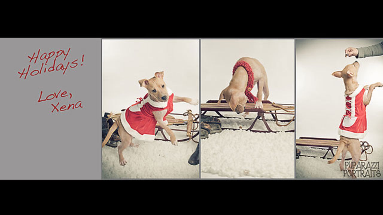 Las imágenes de la sesión de fotos de "Xena la cachorra guerrera" tomadas en Puparazzi Portraits, crean una tarjeta navideña. 