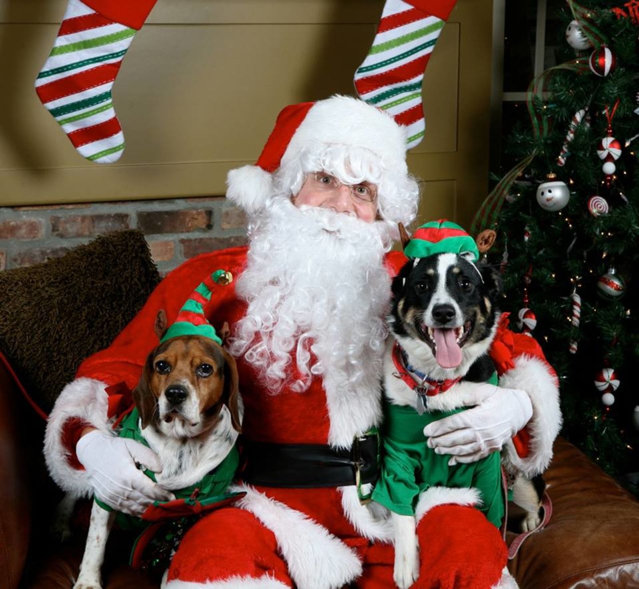 Baxter el beagle, a la izquierda, y Ted, mezcla de pastor australiano, a la derecha, posan con Santa para la tarjeta navideña de Michael Ryan y Michelle Rice. 