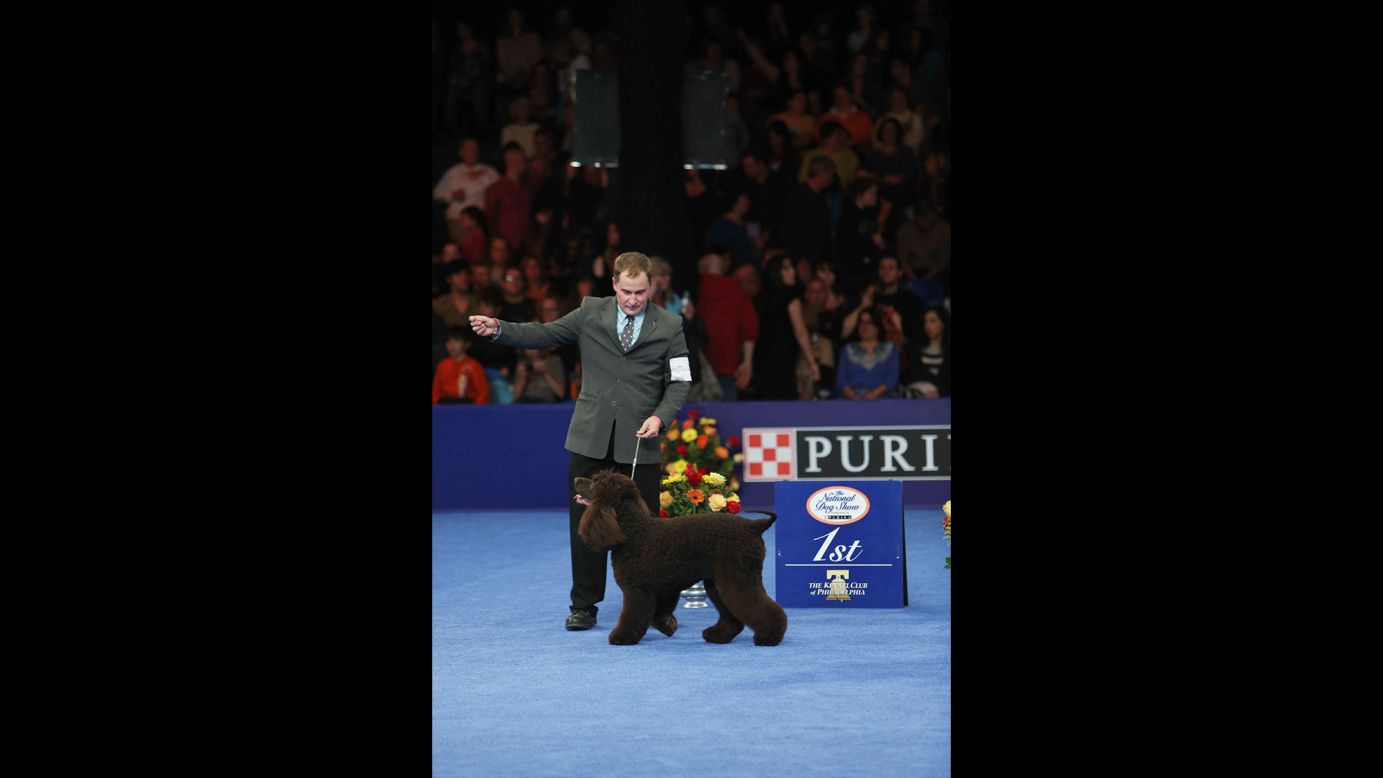 Riley, an Irish water spaniel, took the top spot for the sporting group.