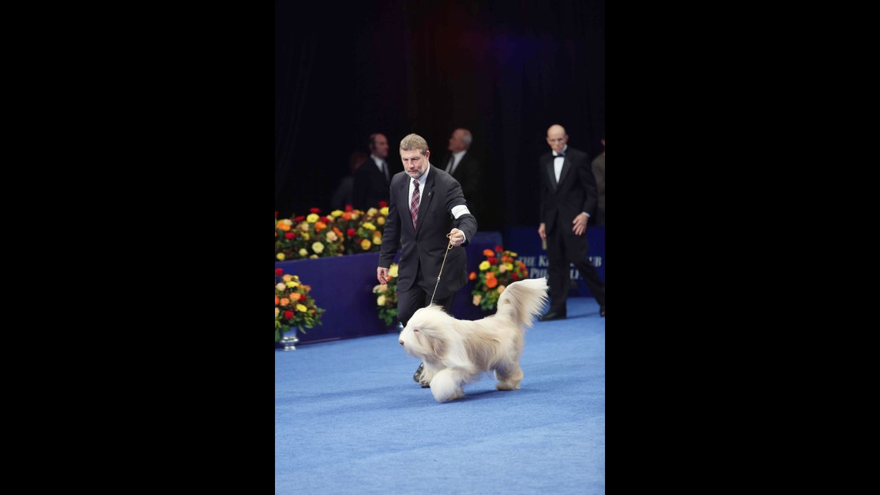 National dog show CNN