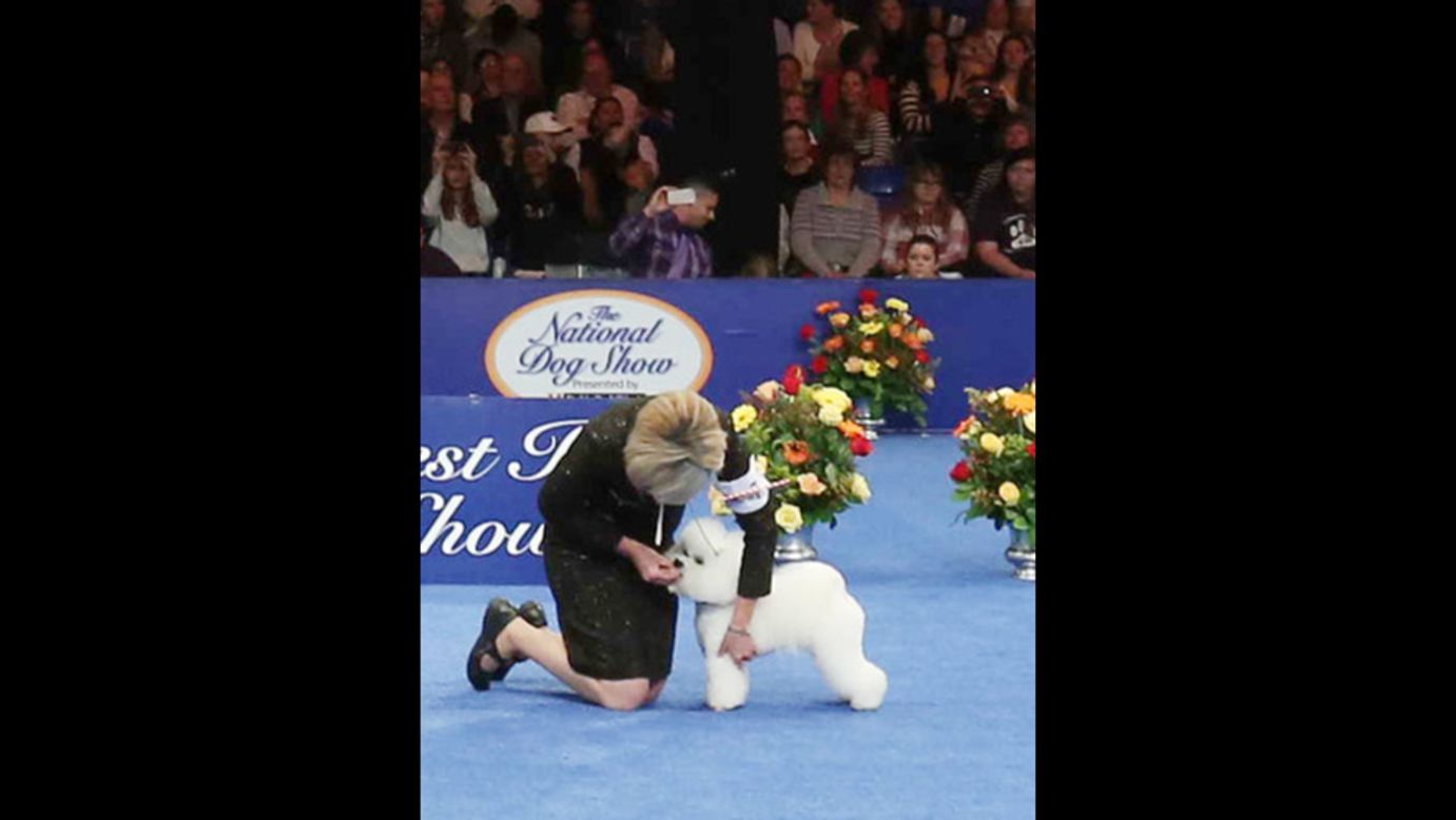 A bichon frise named Honor came out in the lead in the nonsporting group. 