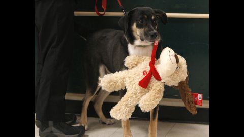 Comet carries a Luv-A-Pet plush toy at a Dallas PetSmart on November 29. Part of the proceeds from PetSmart's Luv-A-Pet toy purchases go to PetSmart Charities. 
