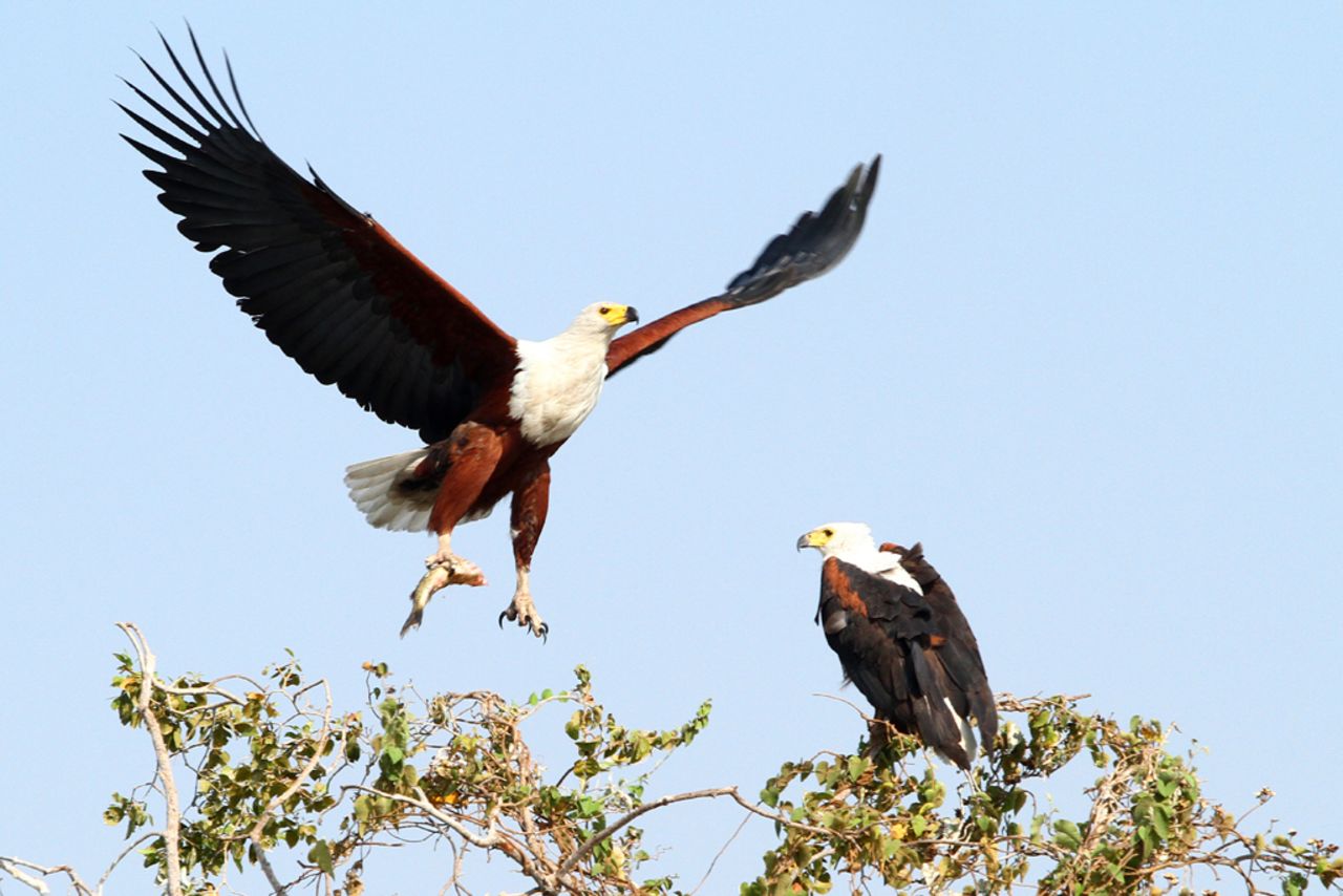 The Chobe National Park in Botswana is part of KAZA and has more than 650 species of bird, including the African Fish Eagle. 