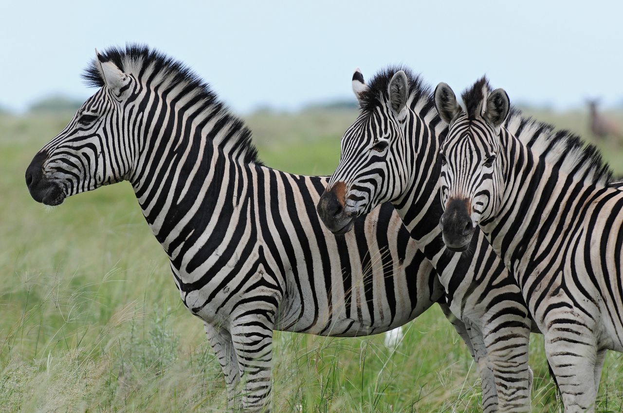 Zebra in Botswana's Chobe District number over 8,000.