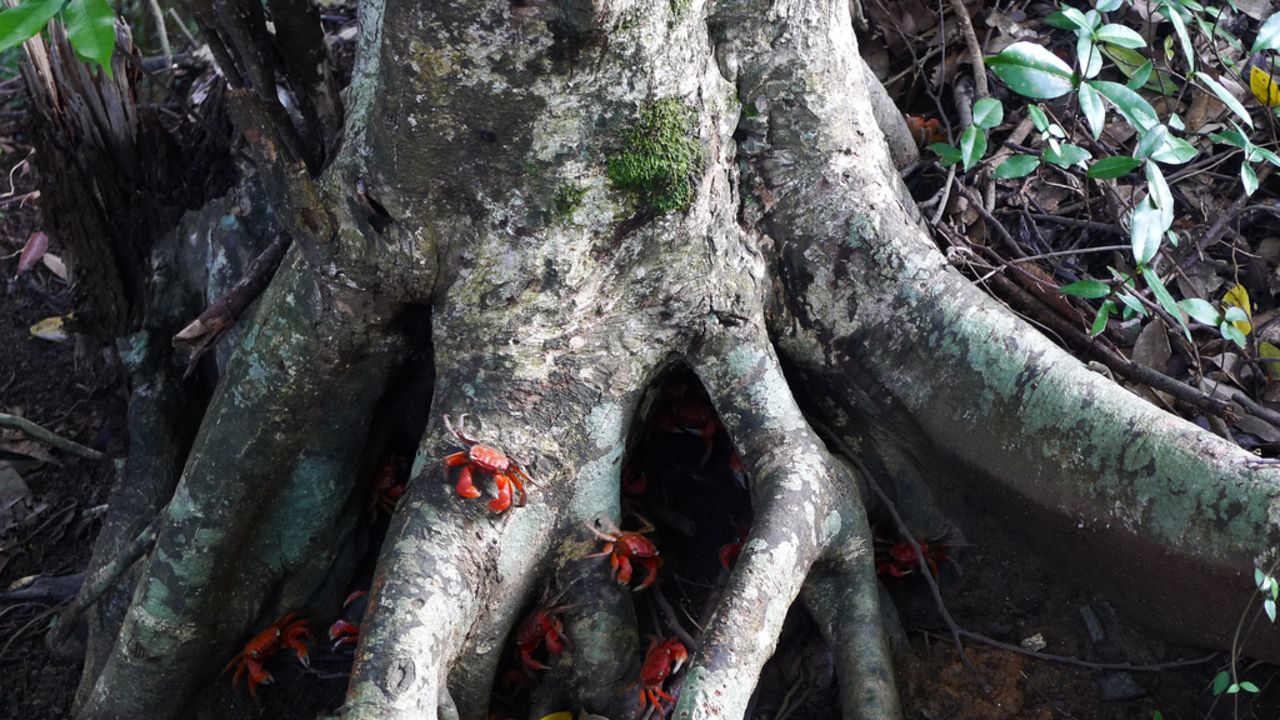 Local crabs invading the surrounding forests.