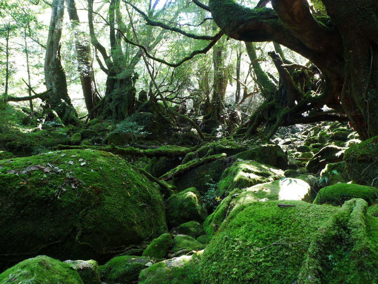 Off the southern coast of Kyushu, Yakushima offers visitors ancient forests and mountains that look straight out of a magical Studio Ghibli production. The oldest ceder tree on the island is thought to be over 7,000 years old.