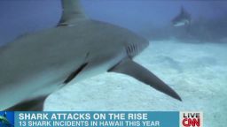 exp newday sambolin hawaii shark attack_00015201.jpg