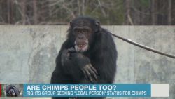 newday berman chimp legal rights_00011630.jpg