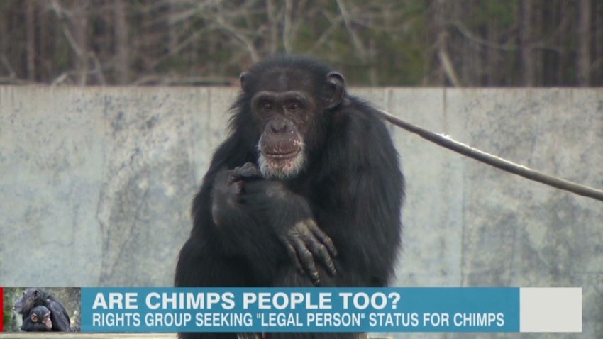 newday berman chimp legal rights_00011630.jpg