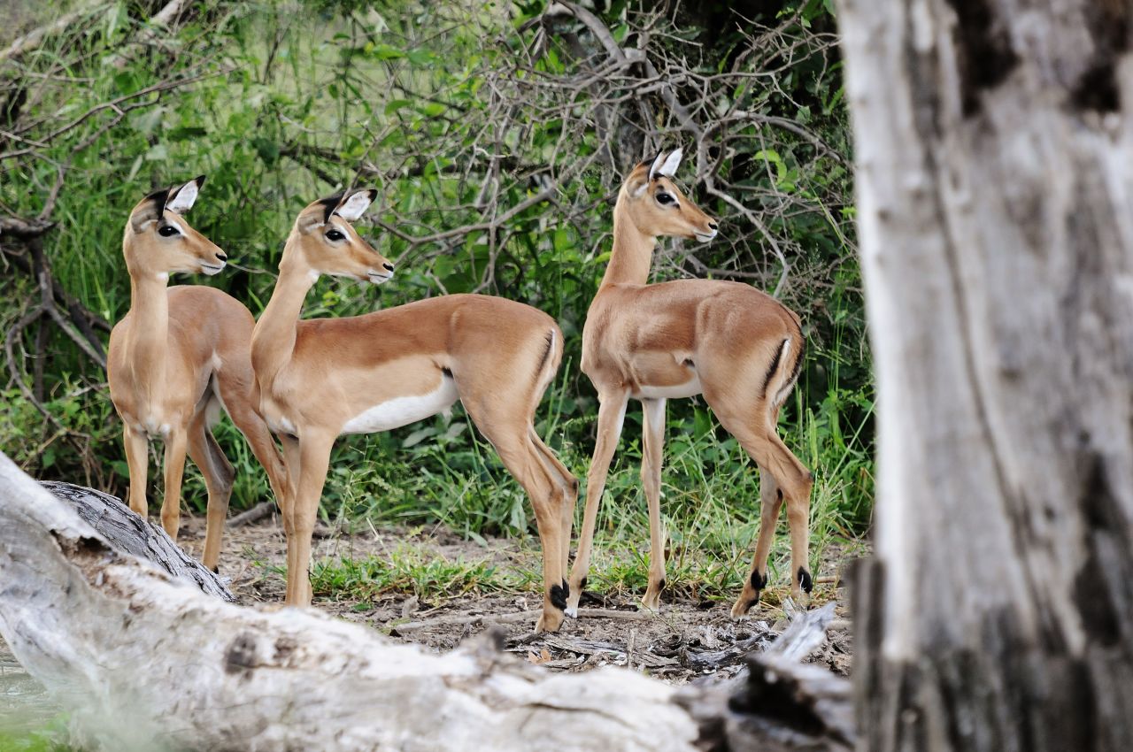 The Kavango Zambezi Transfrontier Conservation Area (KAZA) is considered the world's largest wildlife preservation. It spans five African nations including Angola, Zambia, Zimbabwe, Namibia and Botswana.
