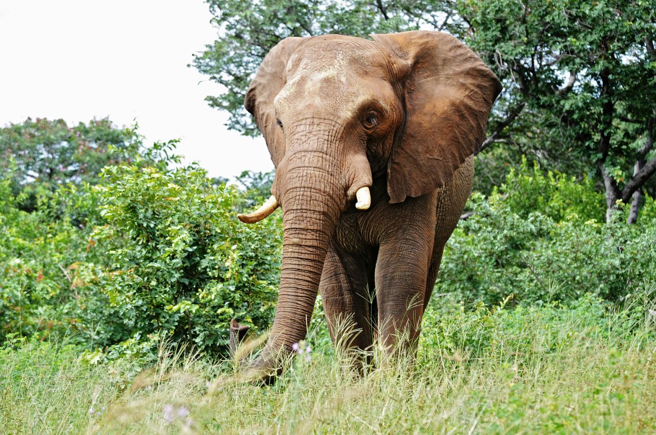 KAZA boasts the continent's largest African Elephant population -- a total of 71, 000 elephants grace Botswana's Chobe district alone.
